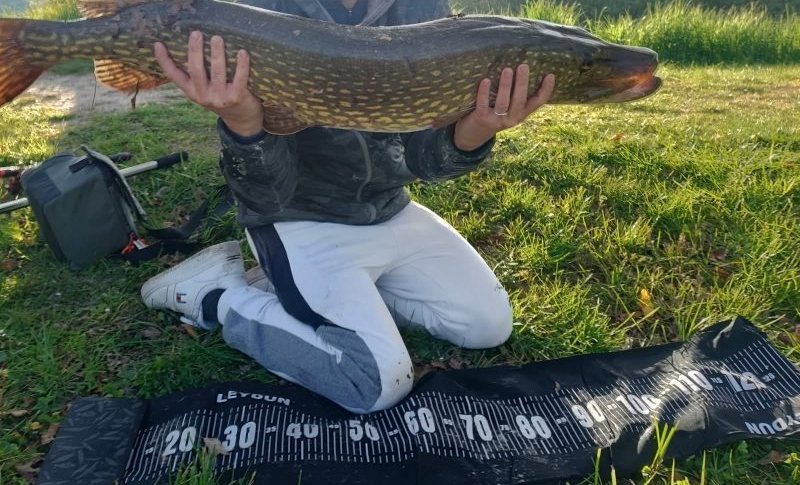 Fine pike measured before release