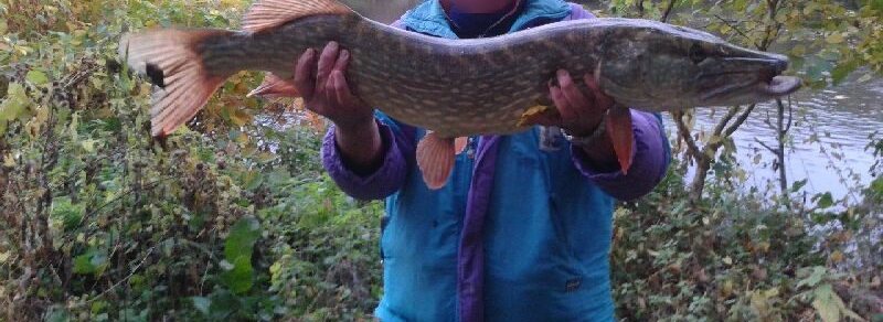 One-metre pike caught at La Grenouillère