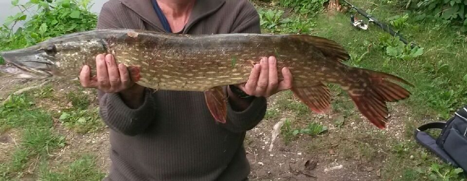 97 cm pike