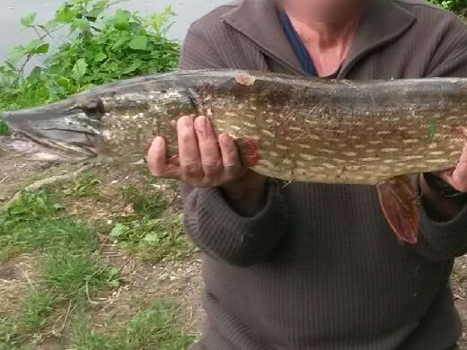 97 cm pike caught from the bank
