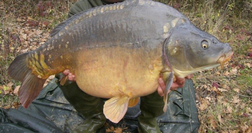 Belle carpe miroir prise dans les étangs de la Grenouillère