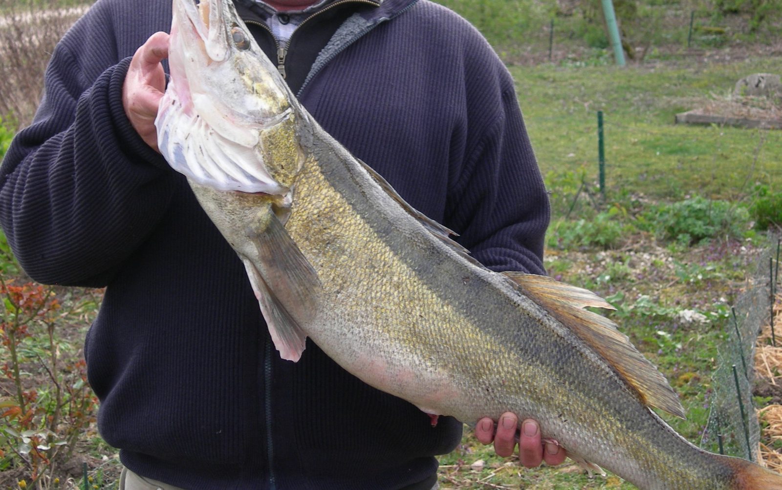 85 cm zander