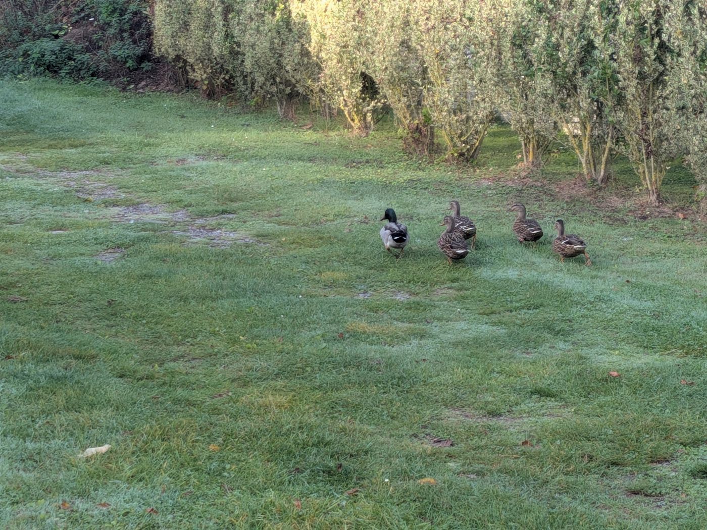 Ducks on the domain's lawn