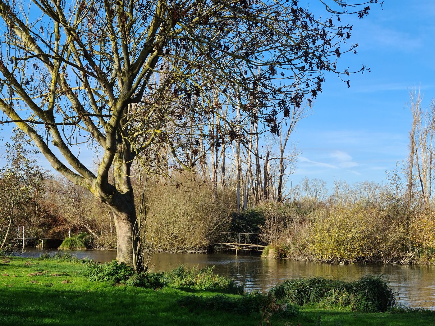 Zijarm en grote boom in de late herfst