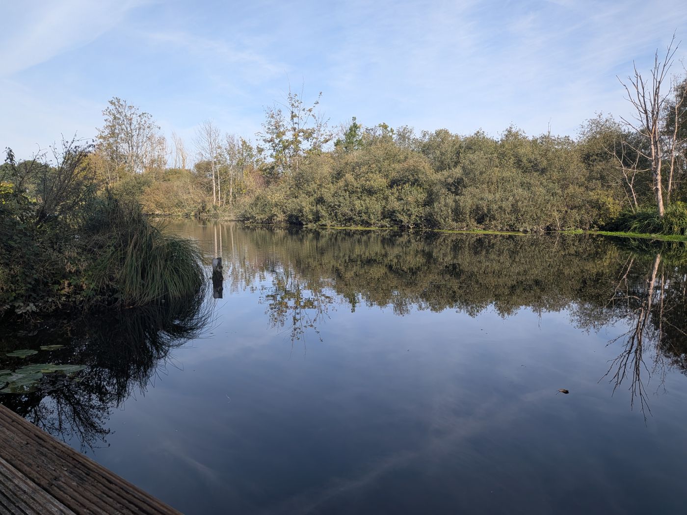 Calm pond reflecting the trees
